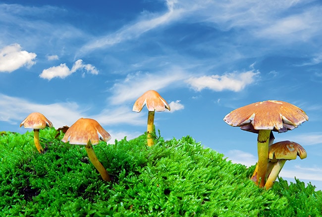 Shrooms, magic mushrooms truffels en paddos van Smartshop SmartPalace