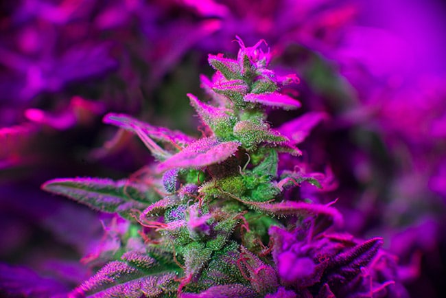 Cannabis plant onder een LED lamp