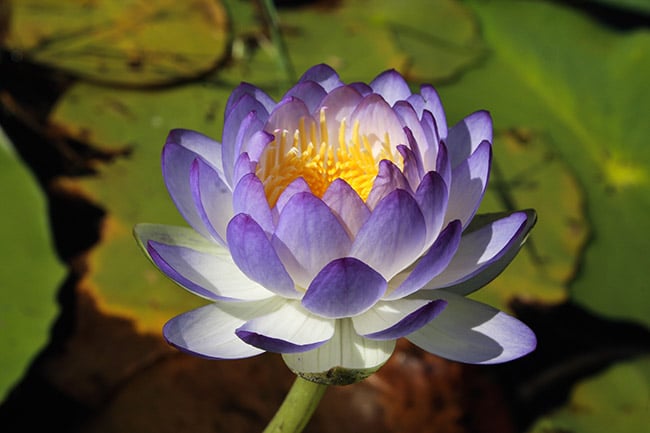 wetenschappelijk regen Terugbetaling Blauwe Lotus is een ware afrodisiacum, met zeer potente effecten