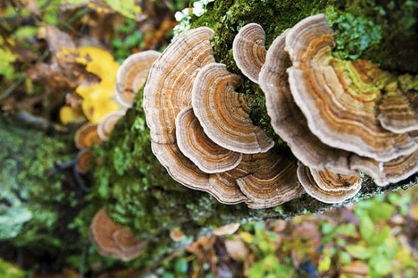 vitaliserende paddenstoelen - myco